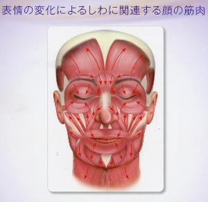 表情の変化によるシワに関連する顔の筋肉